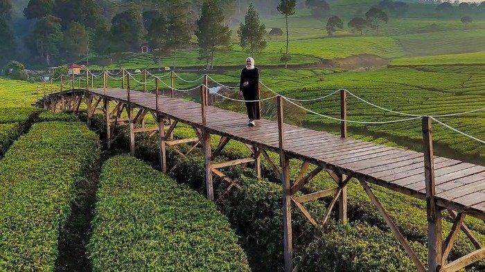 Taman Langit
