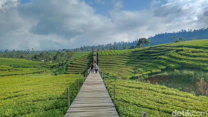 Kebun Teh Nuansa Riung Gunung